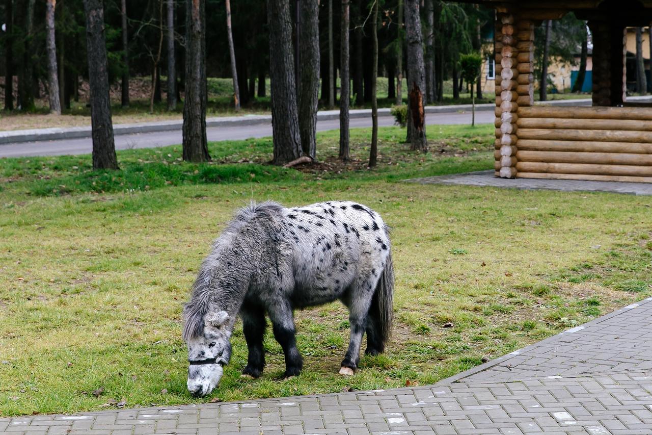 Отель Baza Otdykha Chaika Жодино Экстерьер фото